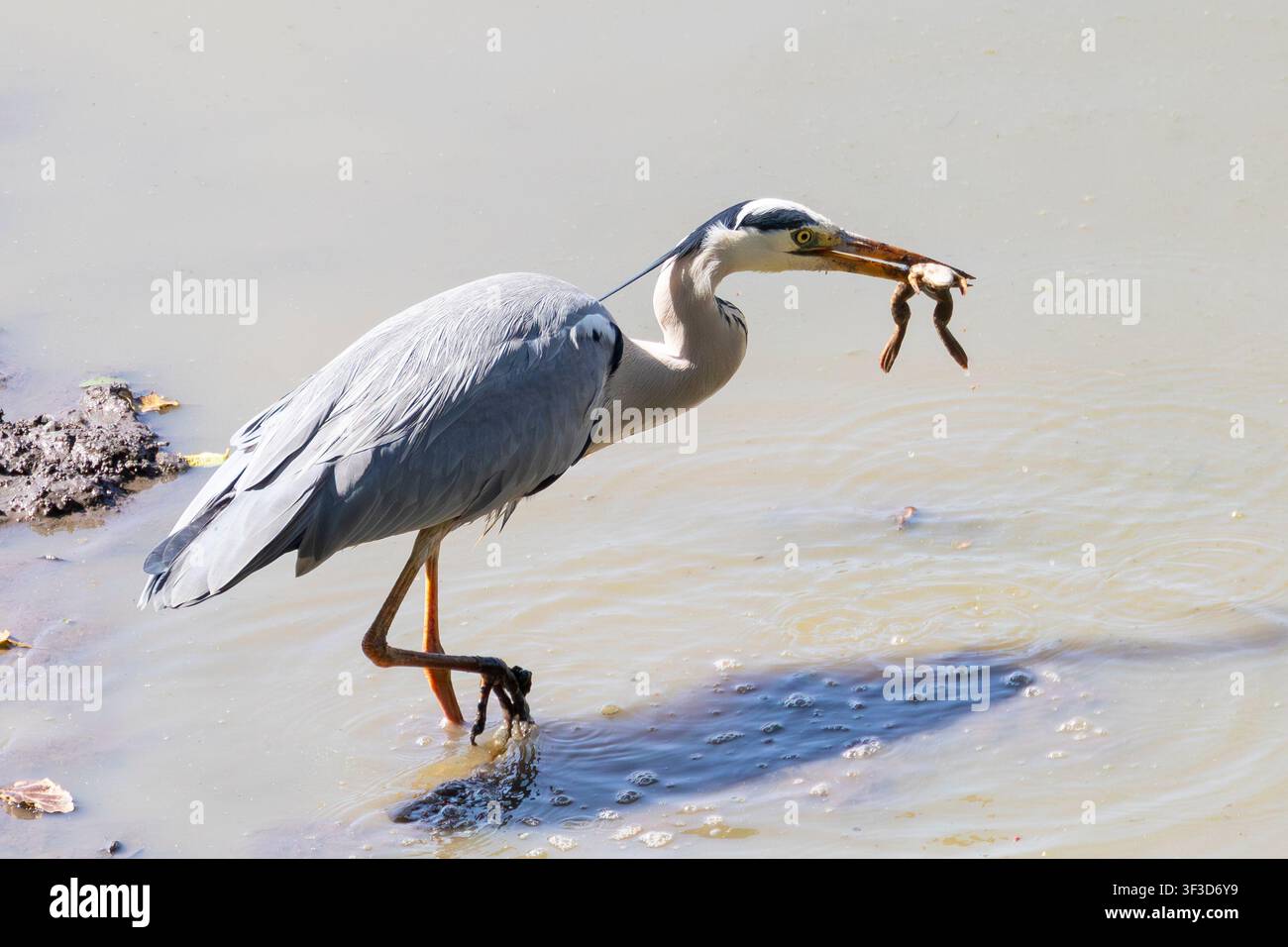 Graureiher (Ardea cinerea) mit Froschbeute beim Fischen im Damm, Limpopo, Südafrika Stockfoto
