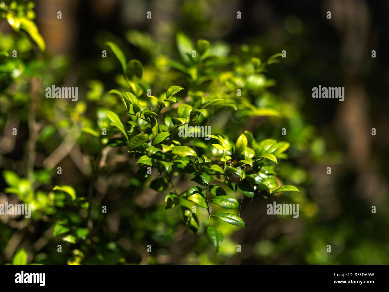 Satte grüne Blätter, die von natürlichem Sonnenlicht in einer Gartenumgebung beleuchtet werden Stockfoto