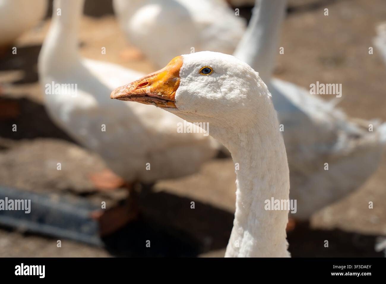 Weiße Gans erscheint im scharfen Vordergrund, während andere Gänse im sonnenbeschienenen Gehege des Bauernhofs weich verschwommen im Hintergrund zu sehen sind und so ein detailliertes Nutztierporträt bilden Stockfoto