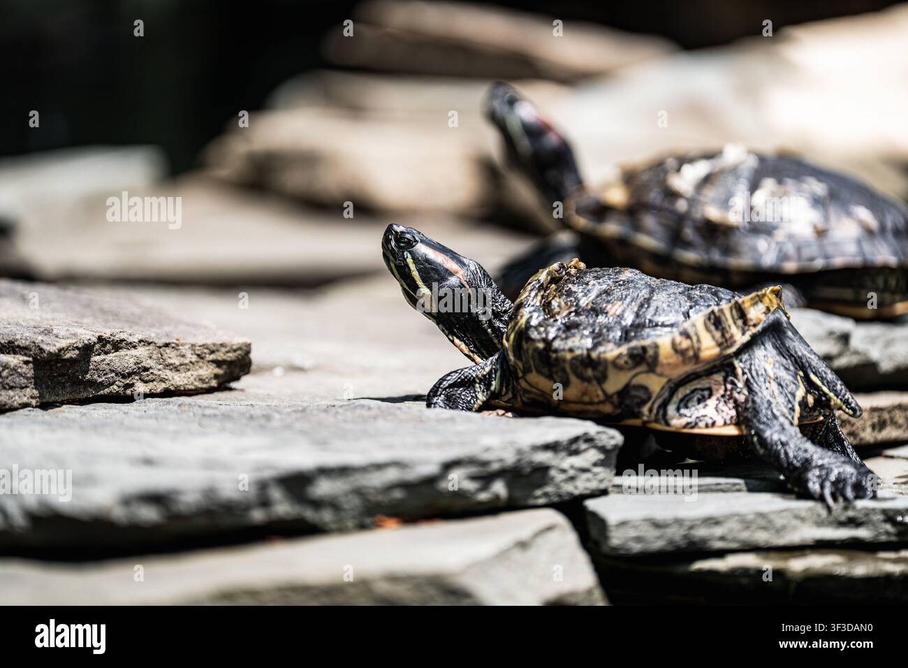 Geschuppte Schildkröte (Chrysemys picta) sonnt sich auf flachen Steinen im Sonnenlicht, mit einer zweiten Schildkröte sanft unscharf im Hintergrund. Stockfoto