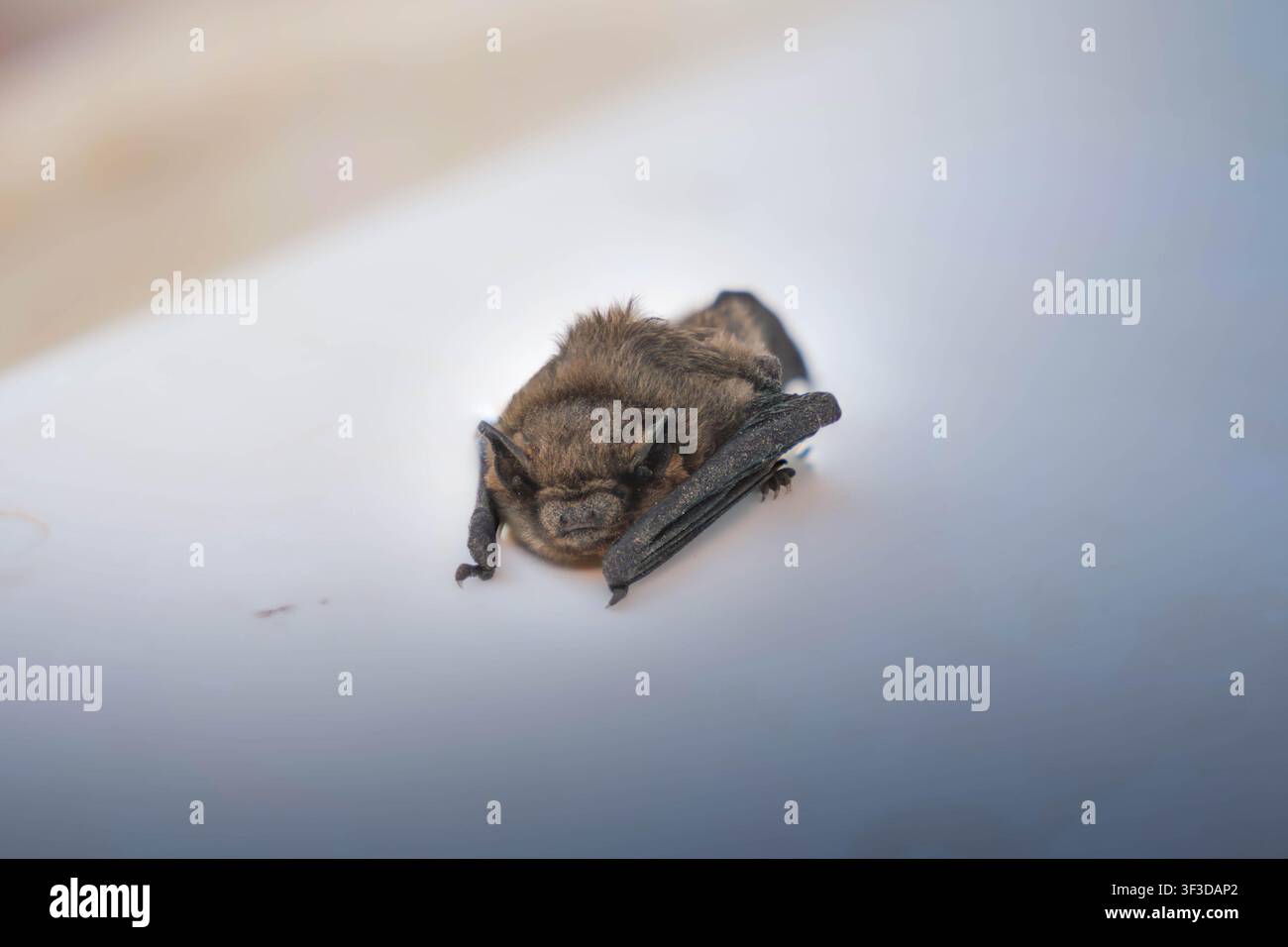 Kleine braune Fledermaus liegt zusammengerollt auf glatter heller Oberfläche, zeigt gefaltete Flügel, weiches Fell und einen sanften Schatten im diffusen Licht für nachtaktive Tierwelt, Natur Stockfoto