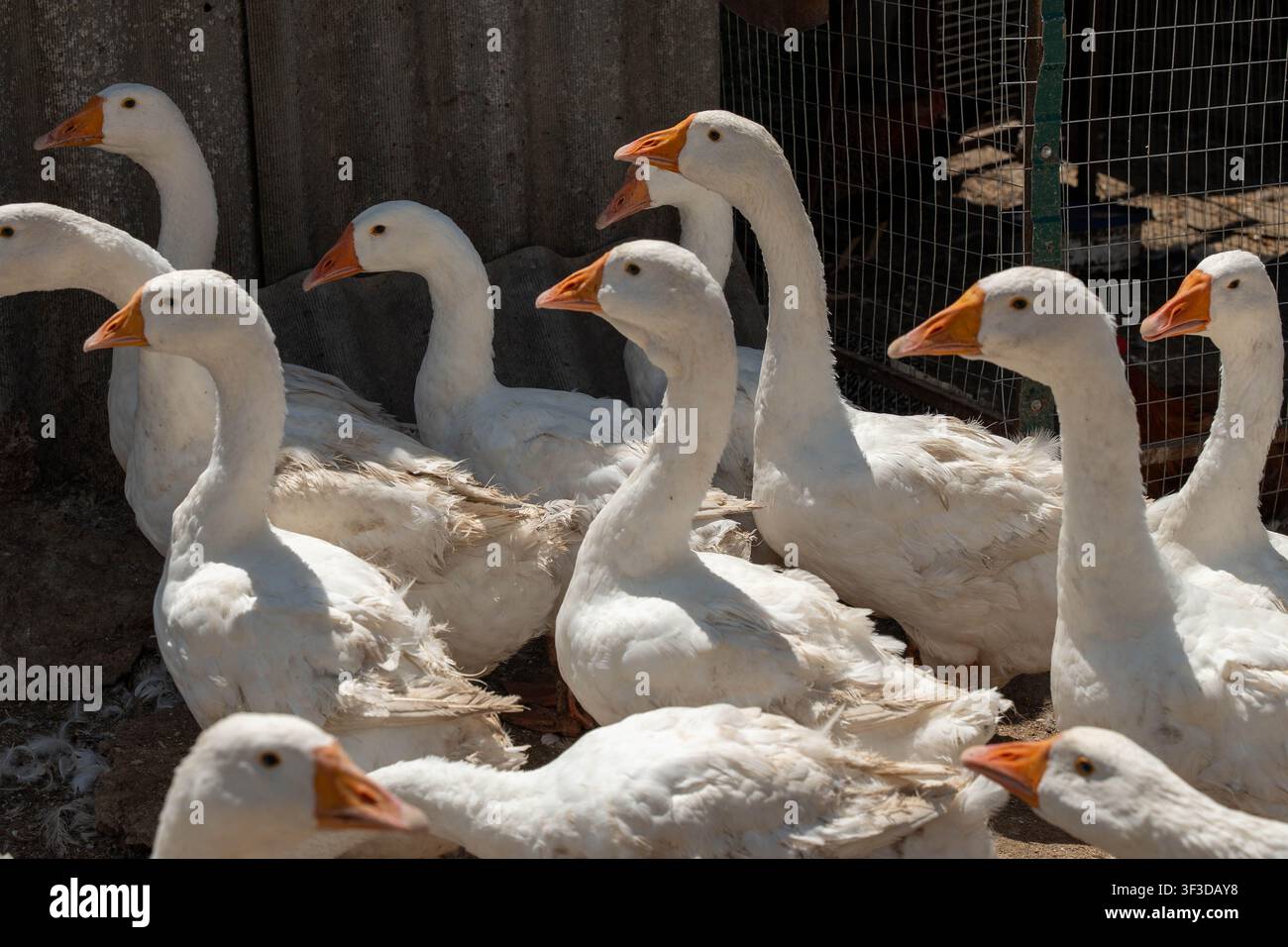 Viele weiße Gänse versammeln sich in einem schattigen Geflügelgehege und bilden eine dichte ländliche Komposition mit wiederholten Halslinien, orangefarbenen Schnäbeln und weichem Federkontrast Stockfoto