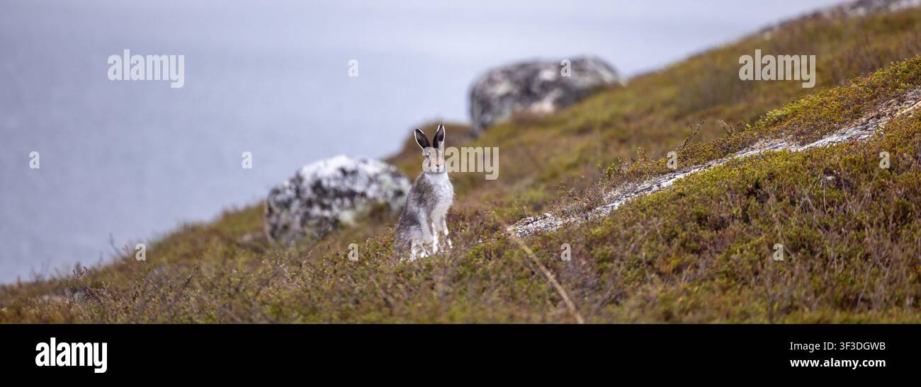 Der Schneehase (Lepus timidus) in Nordnorwegen. Im Sommer hat er ein graubraunes Fell mit charakteristischen weißen Ohrenrändern. Stockfoto