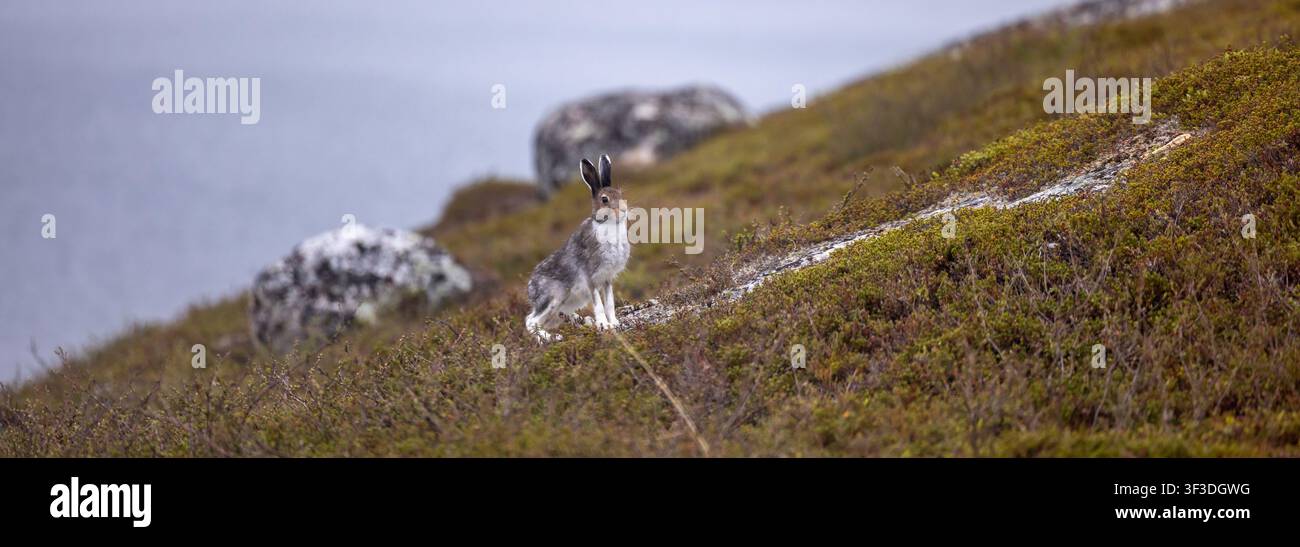 Der Schneehase (Lepus timidus) in Nordnorwegen. Im Sommer hat er ein graubraunes Fell mit charakteristischen weißen Ohrenrändern. Stockfoto