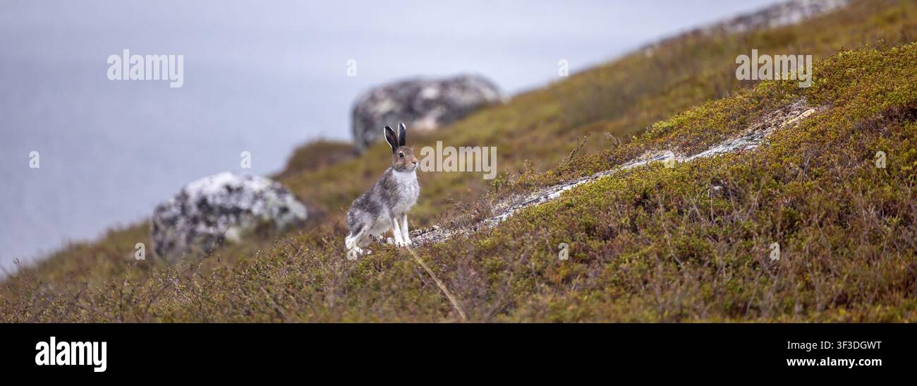 Der Schneehase (Lepus timidus) in Nordnorwegen. Im Sommer hat er ein graubraunes Fell mit charakteristischen weißen Ohrenrändern. Stockfoto