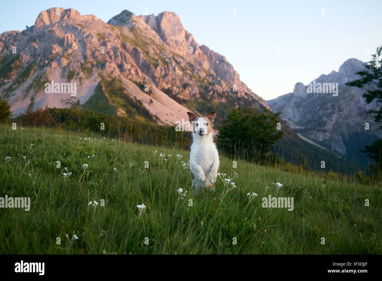 Der Hund sitzt ruhig im hohen Gras, das mit kleinen weißen Blüten übersät ist. Hinter ihm spiegeln sich die Berggipfel im sanften Licht des Abendhimmels wider. Stockfoto