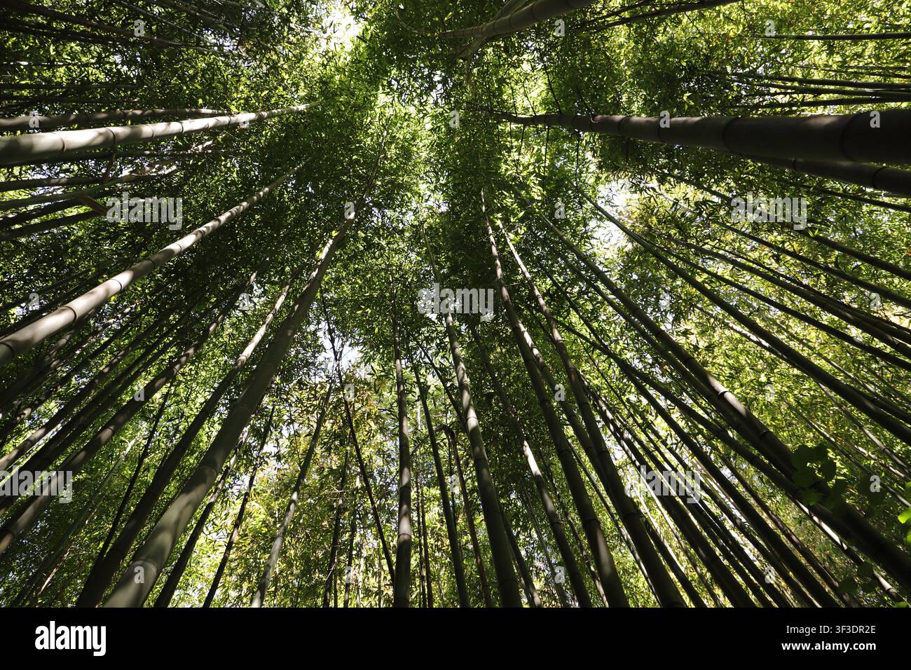 Durch ein üppiges Bambusdach in einen Wald hinaufschauen, mit Sonnenlicht Stockfoto
