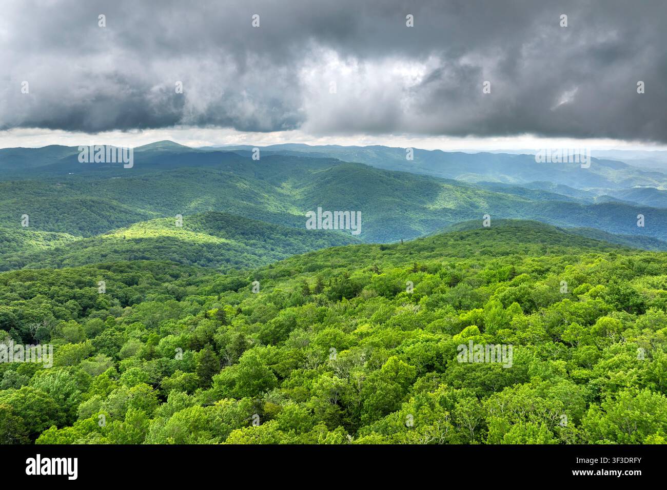 Appalachen. Wald Natur im Sommer nasse Regenzeit. Farbenfroher Wald in Tennessee Stockfoto
