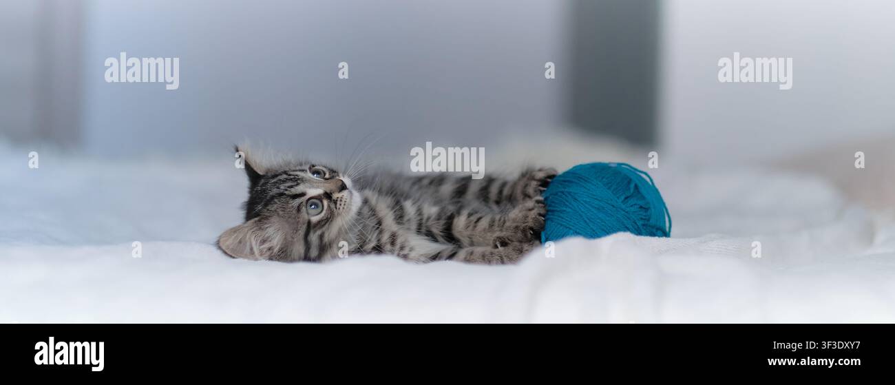 Süßes Tabby-Kätzchen spielt mit einem blauen Wollknäuel auf einem Bett Stockfoto