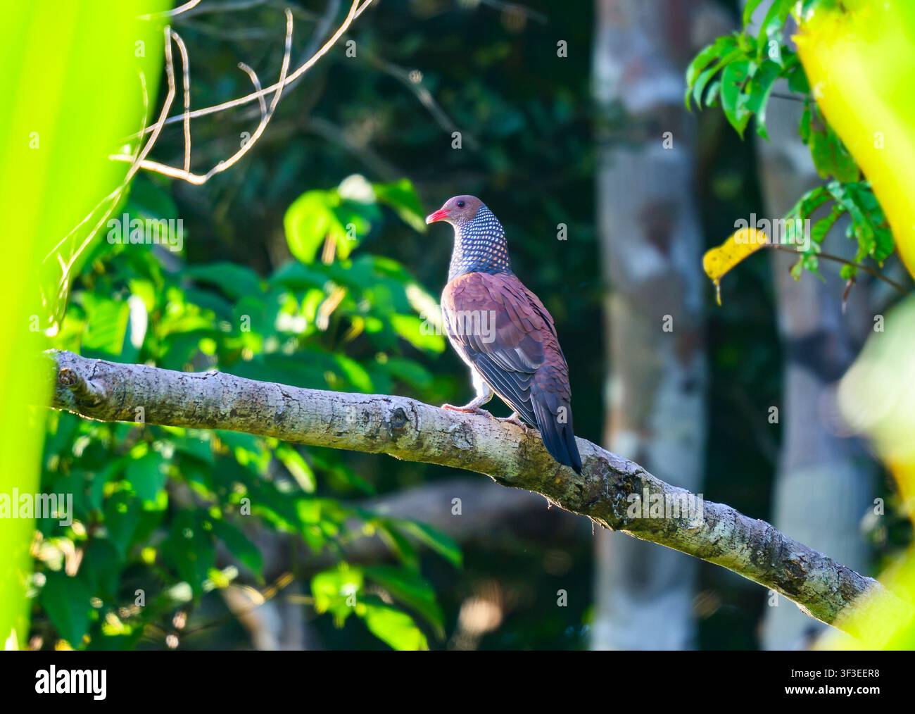 Eine Schuppentaube (Patagioenas speciosa) sitzt auf einem Ast. Amazonas, Brasilien. Stockfoto