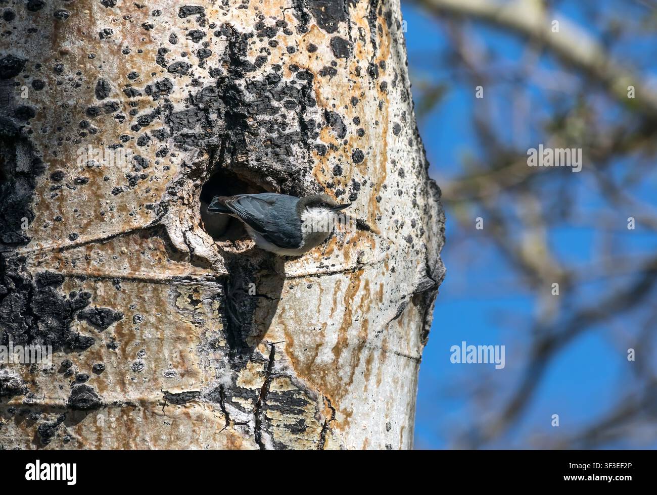 Zwerghäher (Sitta pygmaea) Jungvogel schaut aus einer Nistöhle in einem Espenstamm, bereit zum Fliegen, Rocky Mountain National Park, Colorado, USA Stockfoto