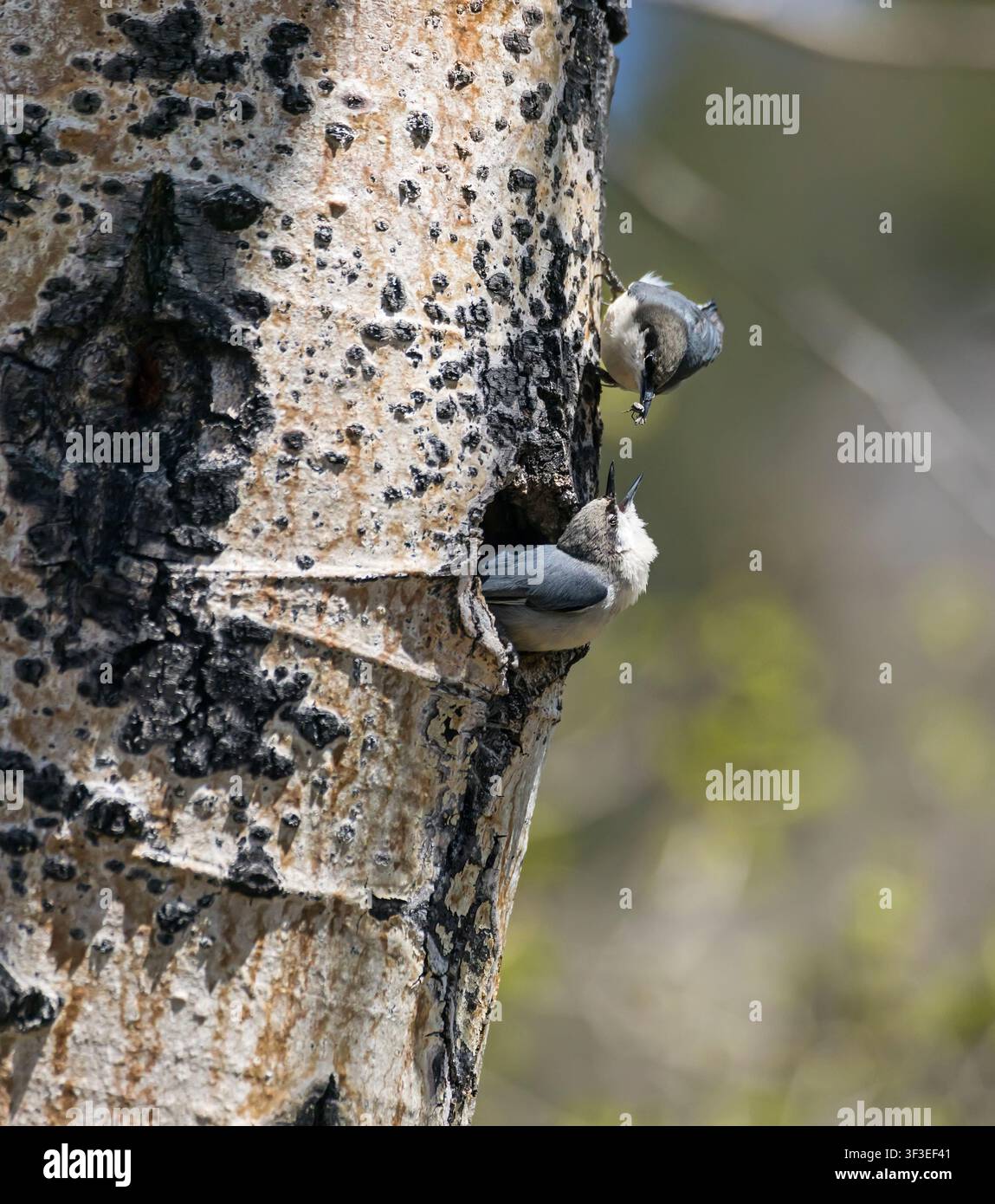 Zwerghäher (Sitta pygmaea) Eltern füttern Jungvogel in einer Espenhöhle im Frühling, Rocky Mountain National Park, Colorado, USA Stockfoto