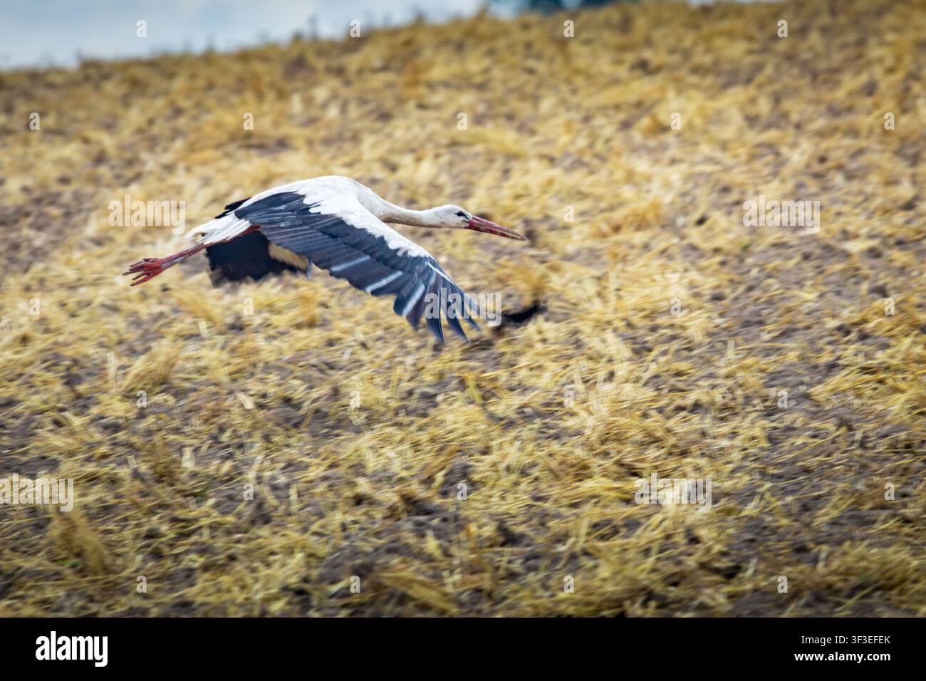 Weißer Storch fliegt tief über ein abgeerntetes Feld mit vollständig ausgebreiteten Flügeln Stockfoto