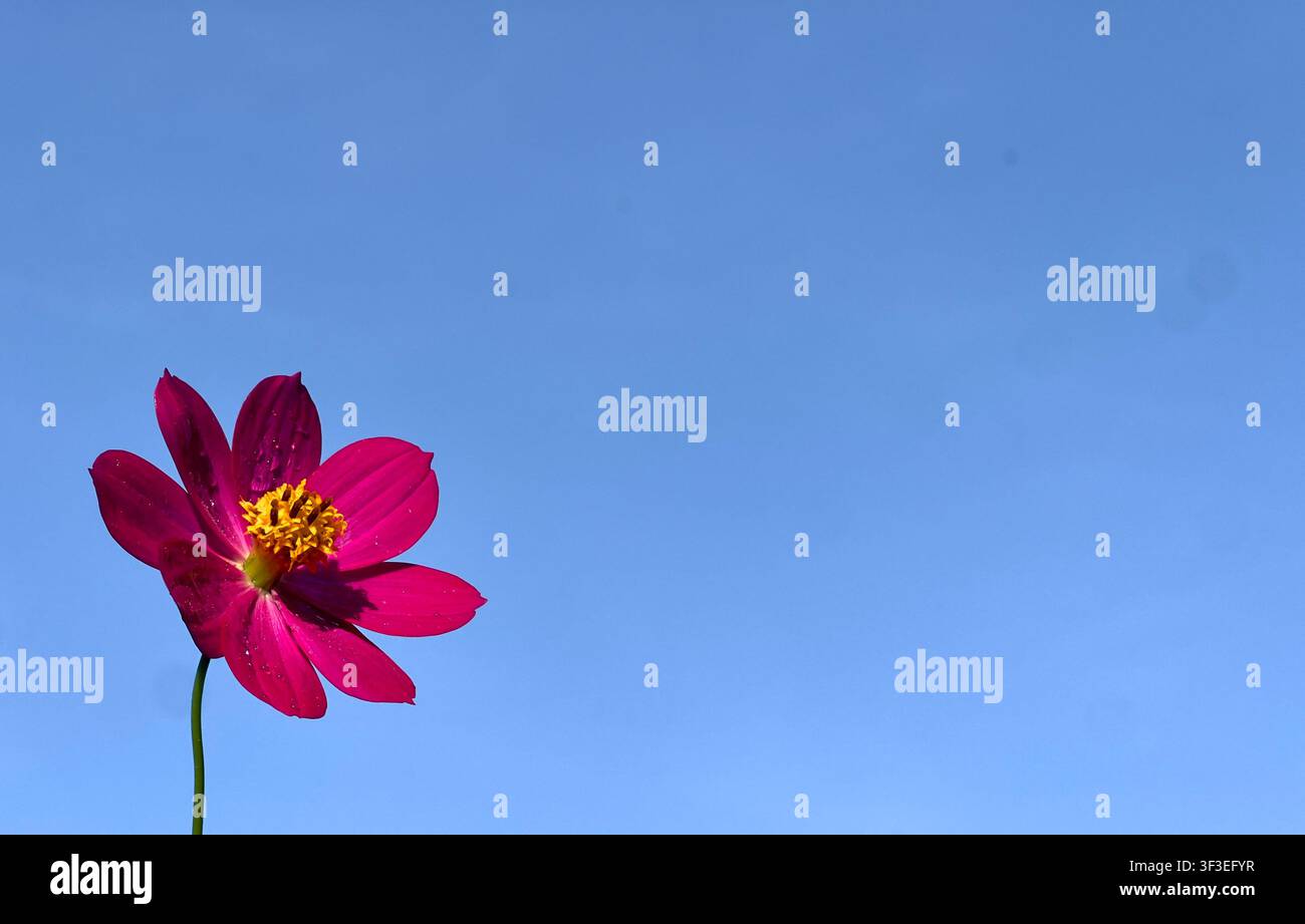 Rosa Blume im Vordergrund Stockfoto