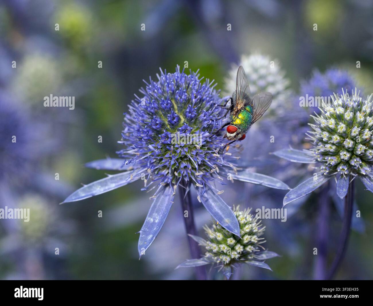 Lucilia sericata - Grüne Fliege, die von Eryngium Tripartitum-Blüten ernährt wird Sommer Juli Stockfoto