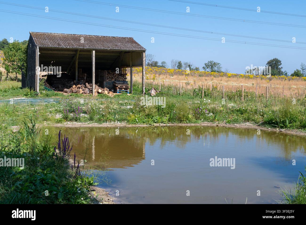 Ansicht eines Teichs auf einem Bauernhof, Hampshire, UK Stockfoto