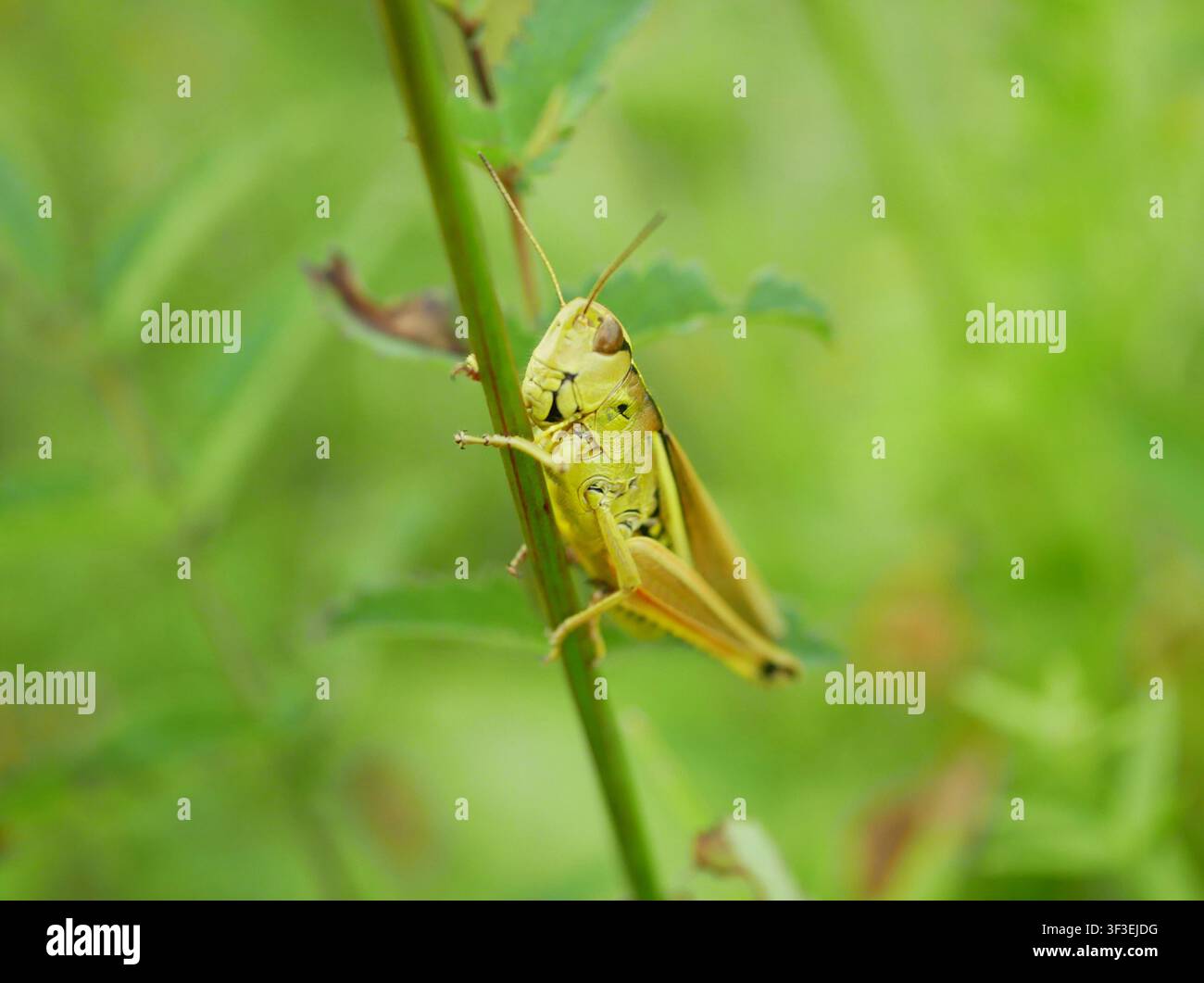 Wiesen-Grashüpfer Pseudochorthippus parallelus, Insekt Kurzflügelgrashüpfer Wirbelloses Tier natürliche Tarnung Acrididae ruhend kletternd haftend Stockfoto