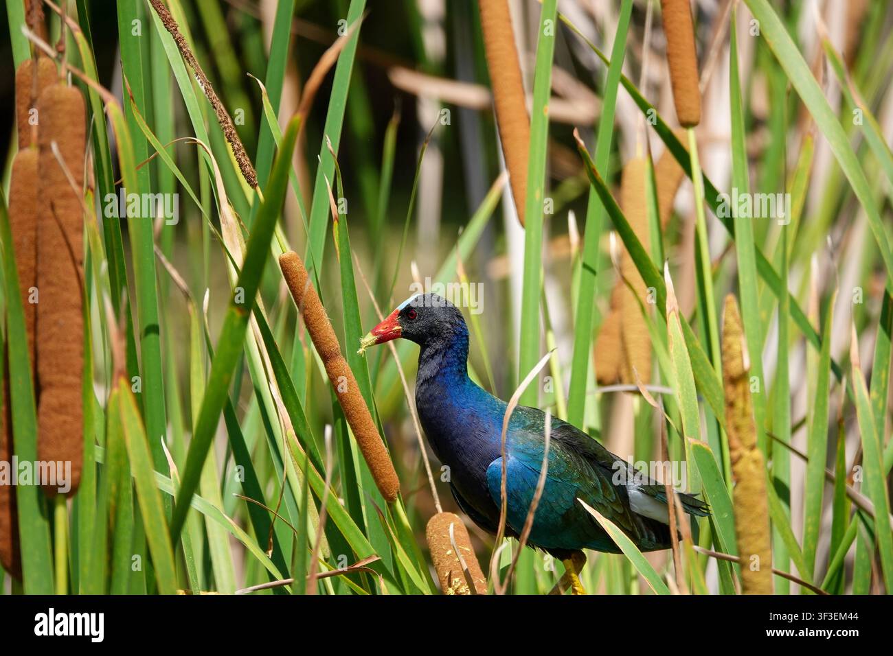 Hell gefärbte Purpurhuhn, die sich in den Schilfstängeln ihres natürlichen Feuchtgebiets tarnt Stockfoto