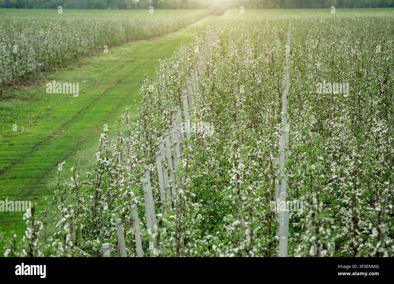 Obstbaumplantage in Blüte, schöne Frühlingslandschaft, Agrarkonzept Stockfoto