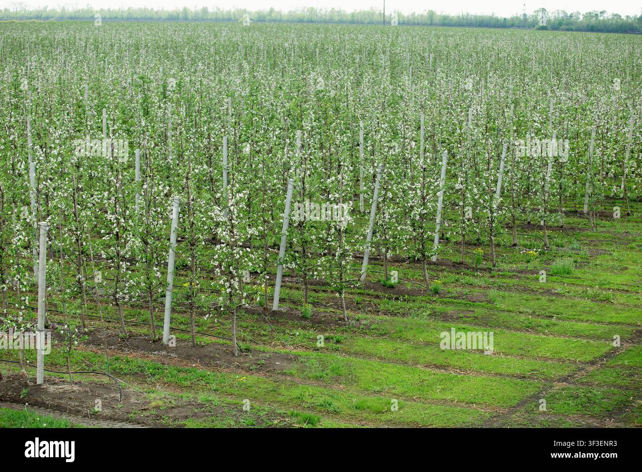 Fruchtgarten mit blühenden Bäumen in der Frühlingssaison, Agrarlandschaft Stockfoto