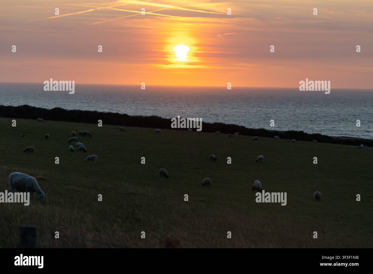 Cornwall 2026 Bude, England - 18.7.2026: Sonnenuntergang bei den Klippen und Küstenpfade von Bude in Cornwall, im Vordergrund sind Schafe zu sehen. England Stockfoto
