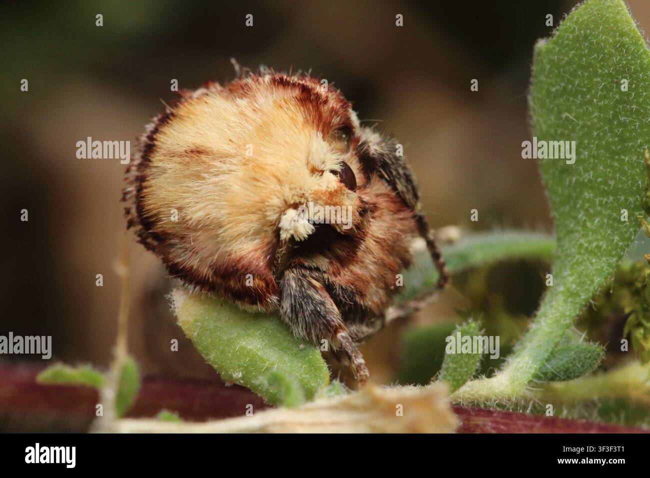 Eulenfalter, Kopfansicht, Makro Stockfoto