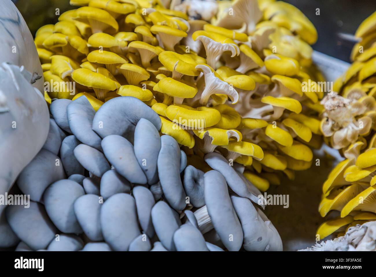 Gelbe Zitronen-Osterpilze und graue Austernpilze werden zum Verkauf auf einem Marktstand auf dem Kierian Pathway in Wolfville, Nova Scotia, Kanada angeboten Stockfoto