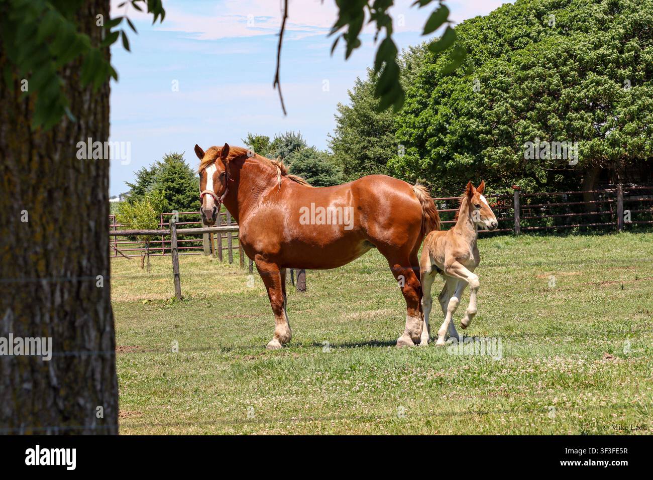 Eine absolut atemberaubende Belgische Kaltblutstute und ihr Fohlen. Perfekte Konformation. Stockfoto