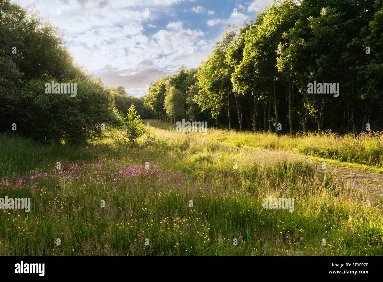 Artenreiche Feuchtwiese im Abendsonnenlicht mit Flecken von rosa Fuchsschwanzblume, gelben Butterblumen und blühenden Gräsern, die bis zu Birke und Eiche reichen Stockfoto