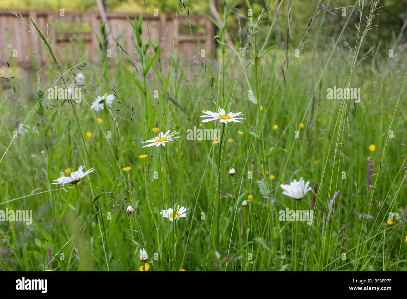 Sonnenhutblumen in Blüte zwischen langem Wiesengras, Butterblumen und Samenständen, mit einem Holzzaun unscharf im Hintergrund Stockfoto