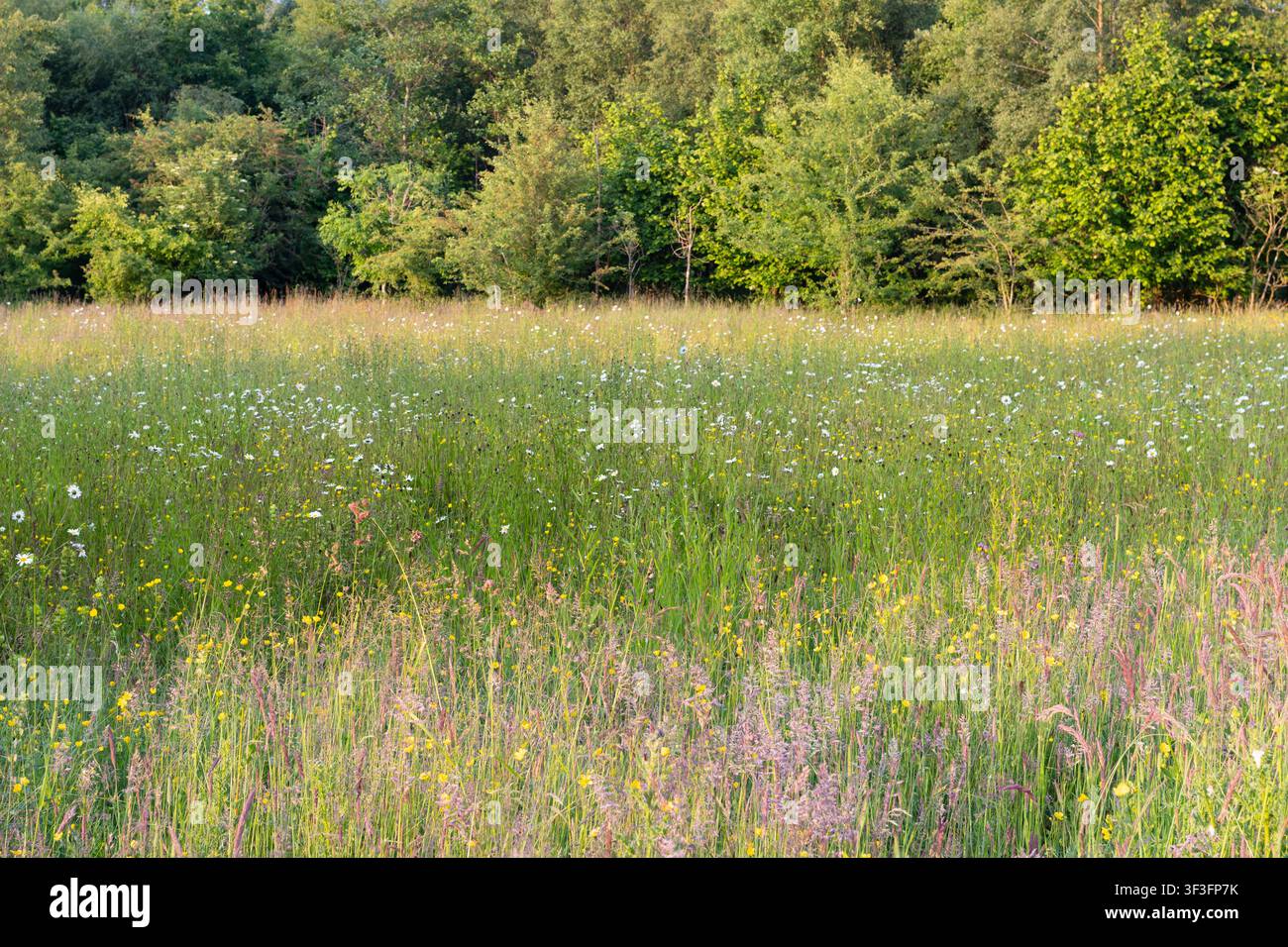 Artenreiche Sommermatte, dicht bewachsen mit Sonnenhut, Butterblumen, Rotklee und blühenden Gräsern in Samen, die sich zu einem Laubwaldrand erstreckt Stockfoto