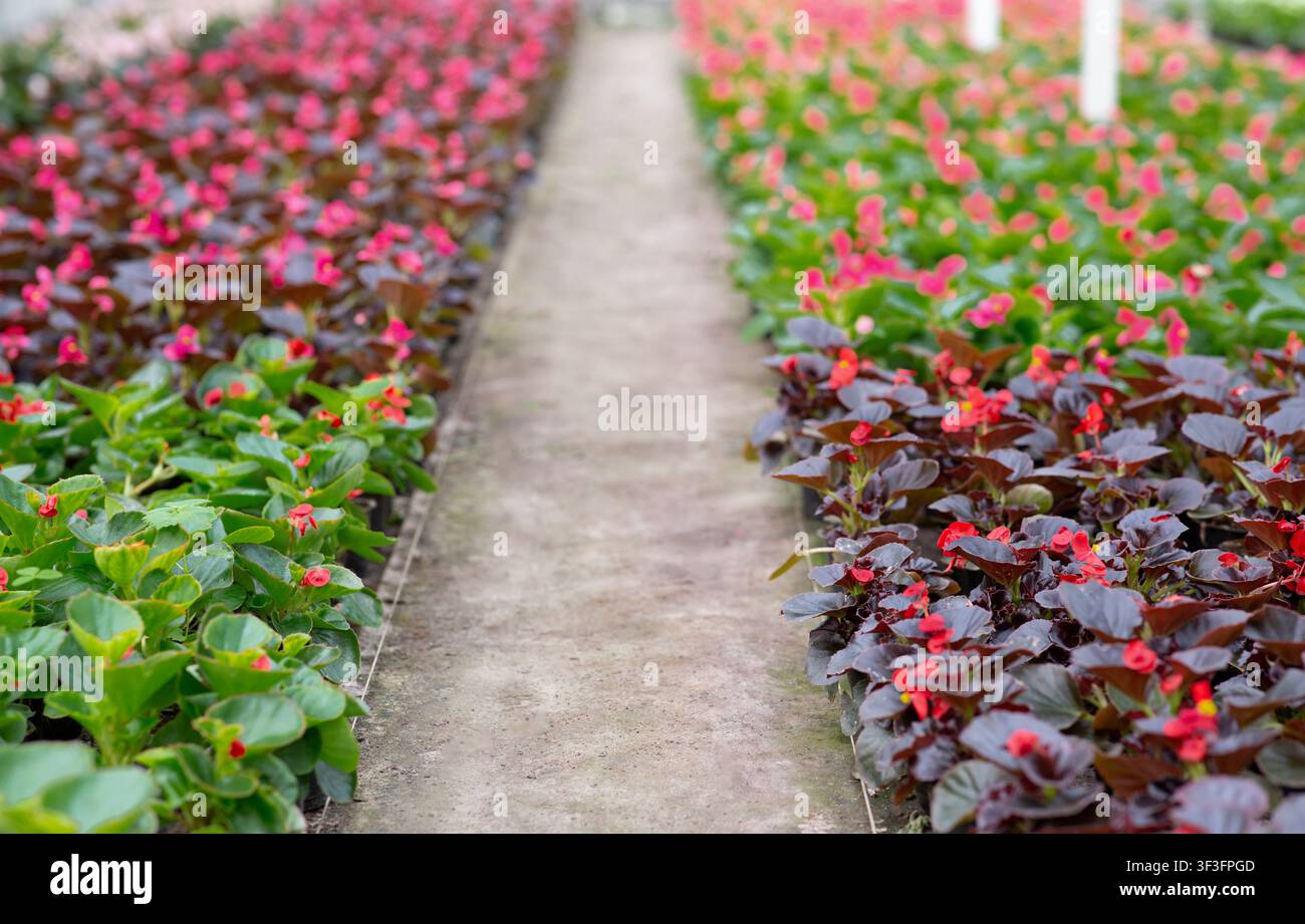 Bunte Blumenbeete mit pinken und roten blühenden Pflanzen im Gewächshaus, Gartenkonzept Stockfoto