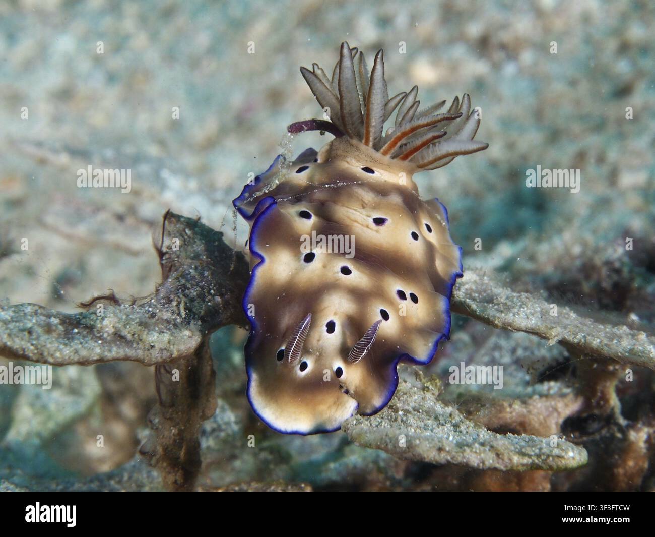 Ein blau geränderter Nacktkiemer mit Flecken, die prächtige Sternschnecke (Hypselodoris tryoni), vor einem steinigen Meeresboden, am Tauchplatz Napoleon, Permuteran, B Stockfoto