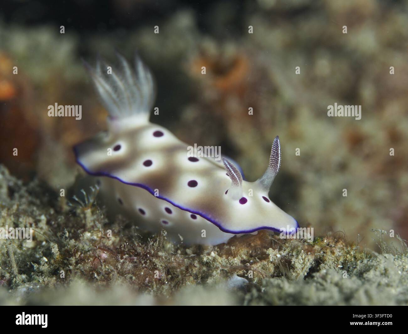 Ein weißer Nacktschnecker mit violetten Flecken und Rändern, die prächtige Sternschnecke (Hypselodoris tryoni), auf einem sandigen Meeresboden, am Tauchplatz Gondol Reef, Gondol Stockfoto