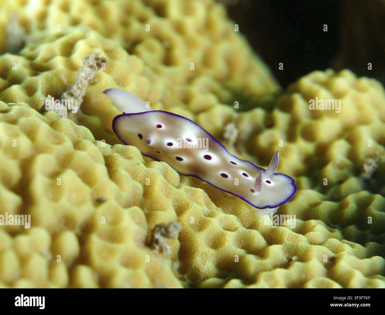 Eine Nudibranchie mit lila Rändern und einem gefleckten Muster, die prächtige Sternschnecke (Hypselodoris tryoni), Tauchplatz Twin Reef, Penyapangan, Bali, Indonesien Stockfoto