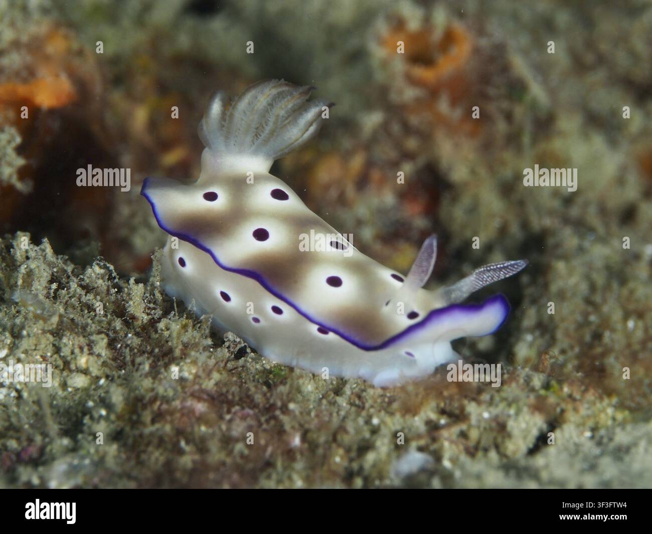 Ein purpurgesprenkelter Nacktkiemer, die prächtige Sternschnecke (Hypselodoris tryoni), in einer sandigen Umgebung, am Tauchplatz Gondol Reef, Gondol, Bali, Indonesien Stockfoto
