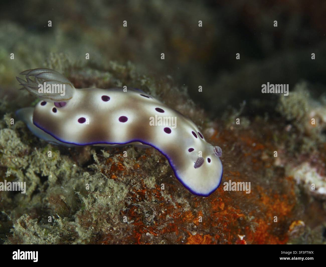 Weißer Nacktkiemer mit violetten Flecken, der Tryon's Nacktkiemer (Hypselodoris tryoni), auf einem farbenfrohen Korallenriff, am Tauchplatz Gondol Reef, Gondol, Bal Stockfoto