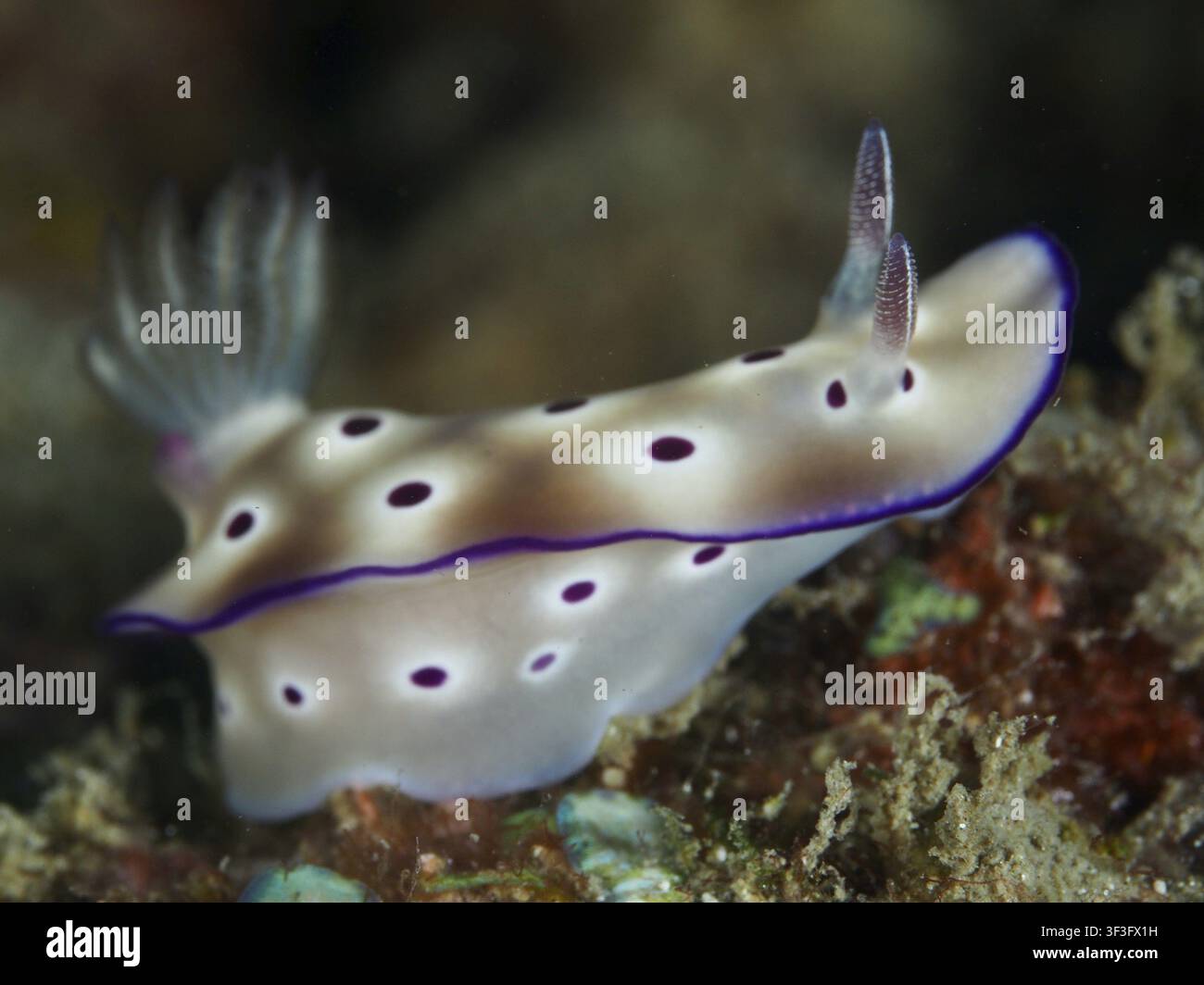 Ein weißer Nudibranch mit violetten Flecken, der Tryon'sche Nudibranch (Hypselodoris tryoni), auf einem Korallenriff am Tauchplatz Gondol Reef, Gondol, Bali, Indonesien Stockfoto