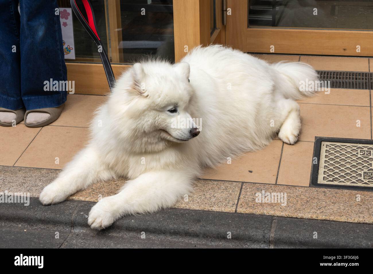 Tokio, Japan – 14. April 2026: Ein schöner weißer Samojede-Hund auf dem Fußgängerweg in der Takeshita-Straße, Harajuku, Shibuya Stockfoto