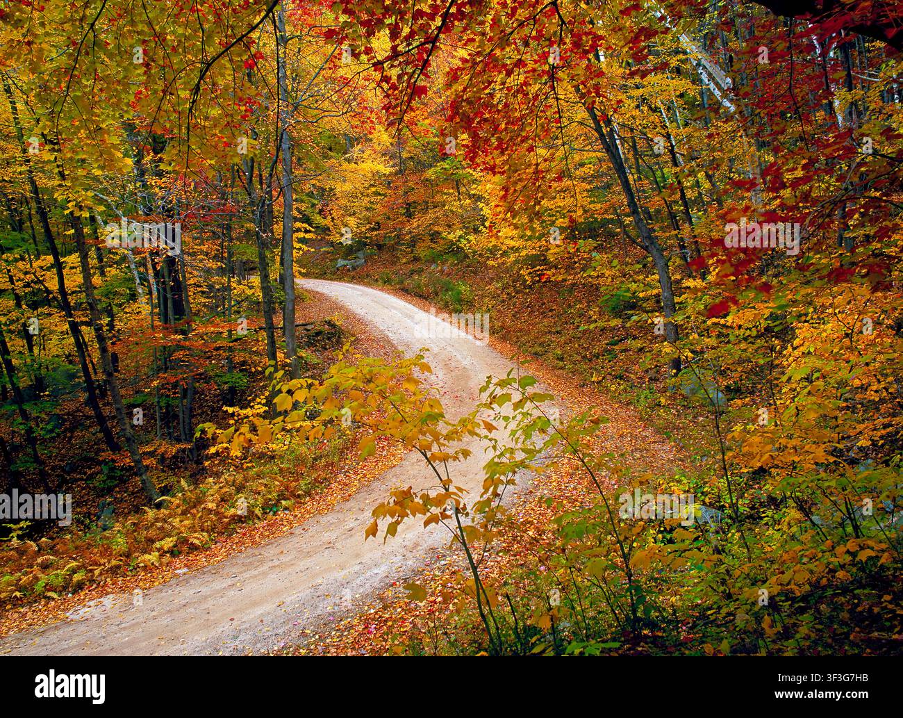 Straße durch den Herbstwald, Tioga State Forest, Pennsylvania Stockfoto