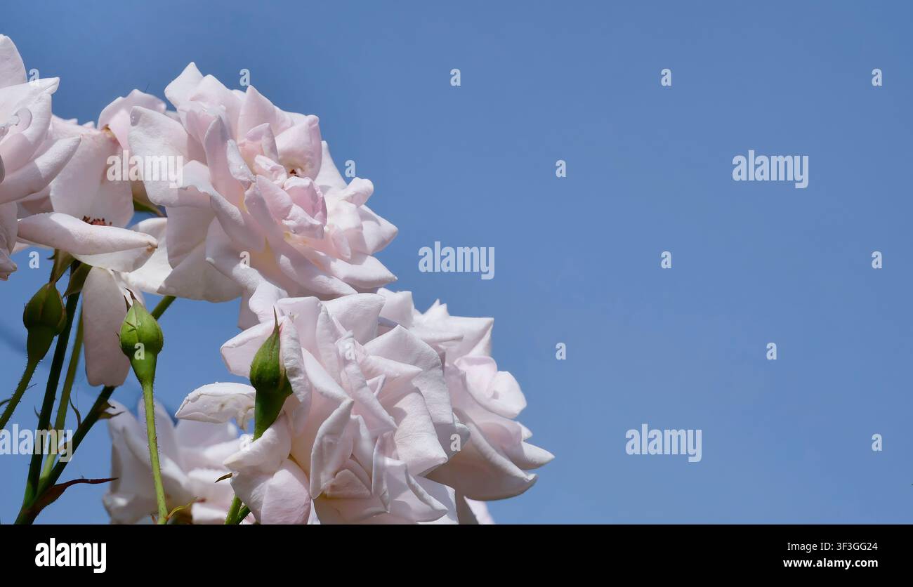Zarte weiß-rosa Rosen erblühen in voller Pracht vor einem weiten, klaren blauen Himmel – fotografiert aus einem niedrigen Winkel, der ihre natürliche Höhe betont Stockfoto