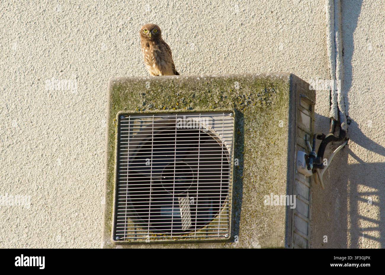 Kleine Eule, Athene noctua. Eine Eule sitzt auf einer Klimaanlage, die an der Wand eines alten Hauses montiert ist Stockfoto