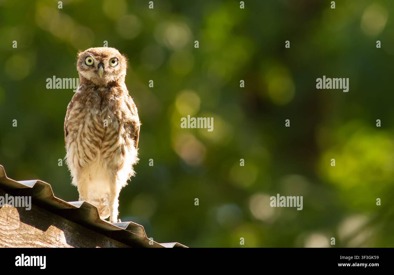 Kleine Eule, Athene noctua. Die Eule sitzt auf dem Dach des Hauses. Stockfoto