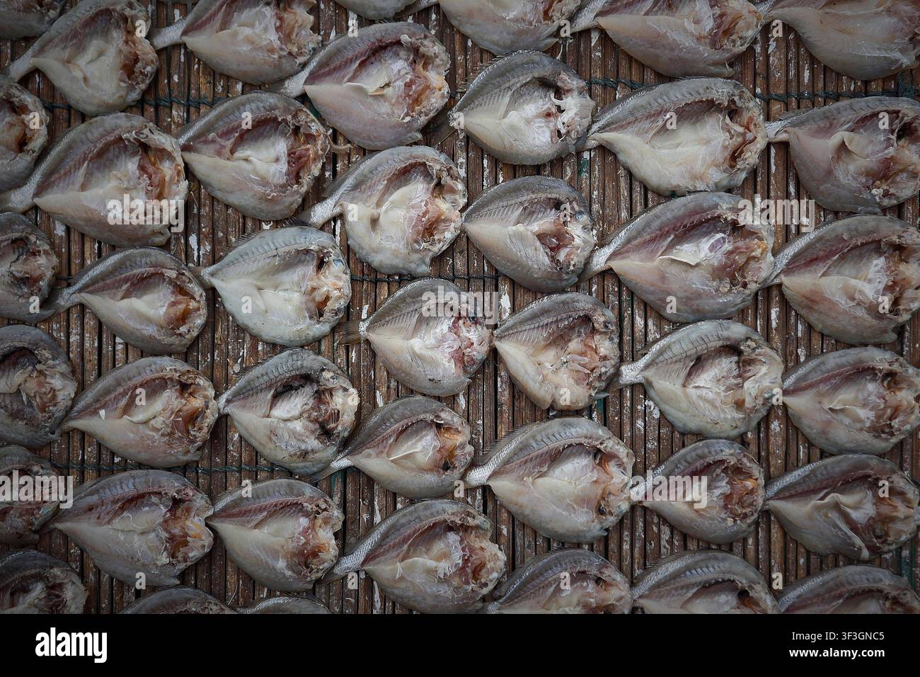 Indonesien startet Aktionsplan für Kleinfischerei JAKARTA, INDONESIEN 24. JULI 2026: Fischer tragen ihren Fang im Gebiet Kampung Nelayan an der Küste von Cilincing in Jakarta. Das Ministerium für Meeresangelegenheiten und Fischerei Indonesiens hat den Nationalen Aktionsplan für die Bewirtschaftung der Kleinfischerei RAN PPSK gestartet, der darauf abzielt, die Lebensgrundlage von Kleinfischern durch Fischereimanagement, Verbesserungen der Lieferkette und kooperative Governance im Rahmen der Ernährungssicherheitsstrategie des Landes zu stärken. JAKARTA Indonesien Copyright: x xMuhammadxRizkyxFebriansyahx/xJNAxPressx Stockfoto