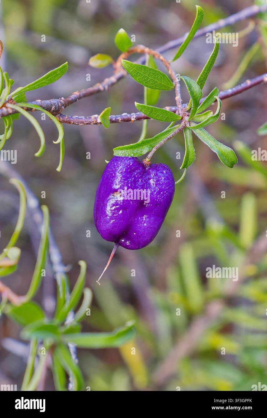 Eine violette Mountain-Apple-Beere (Billardiera macrantha) hängt zwischen grünen Blättern auf dem Mount Wellington, Tasmanien, Australien Stockfoto