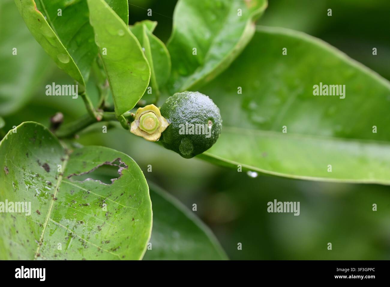 Anbau von Mandarinenschalen (Satsuma). Mandarinen produzieren im Frühsommer duftende weiße Blüten und werden im Herbst geerntet. Stockfoto