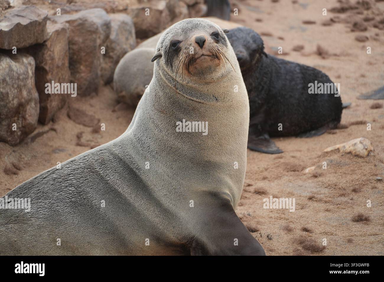 Ein Kapfuchssiegel (Arctocephalus pusillus pusillus) ruht am Sandstrand des Cape Cross Seal Reserve an der Skelettküste Namibias. Stockfoto
