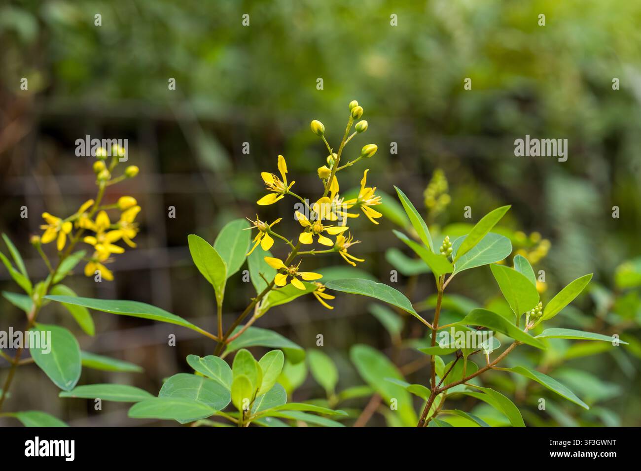 Gelbe Blüten blühen auf einem grünen Strauch. Die Blätter sind glatt und eiförmig. Der natürliche Hintergrund verschwimmt sanft hinter der Pflanze. Lebendige Blüten verleihen Farbe t Stockfoto