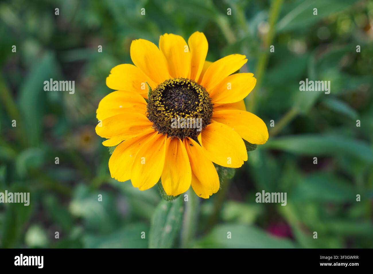 bunte Sommerblüte im Garten. einzelner Blütenkopf mit hellgelben Blütenblättern Stockfoto