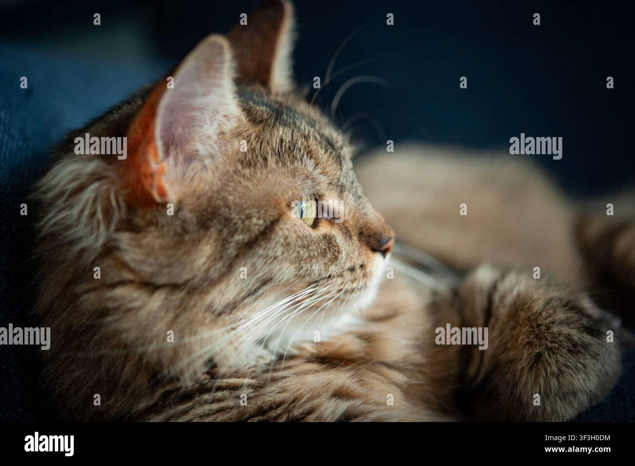 Nahaufnahme des Profils einer braunen getigerten Katze, die im warmen Sonnenlicht ruht und in die Ferne blickt vor einem dunklen Hintergrund Stockfoto